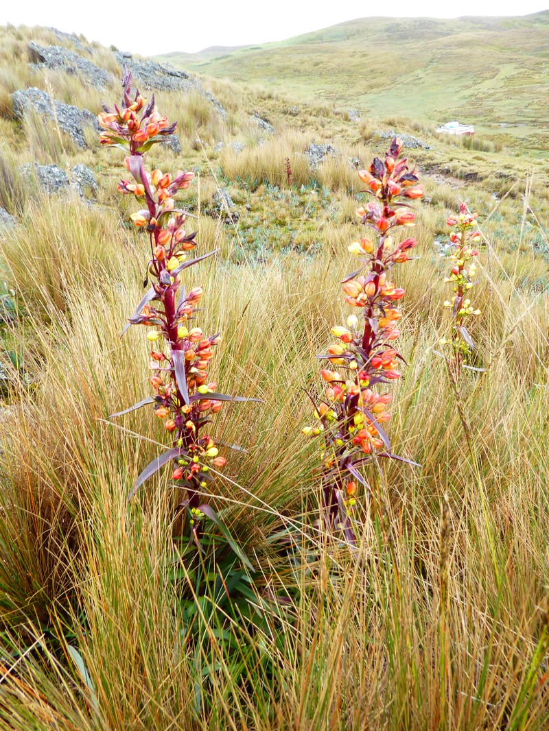 Gentianella montesinosii
