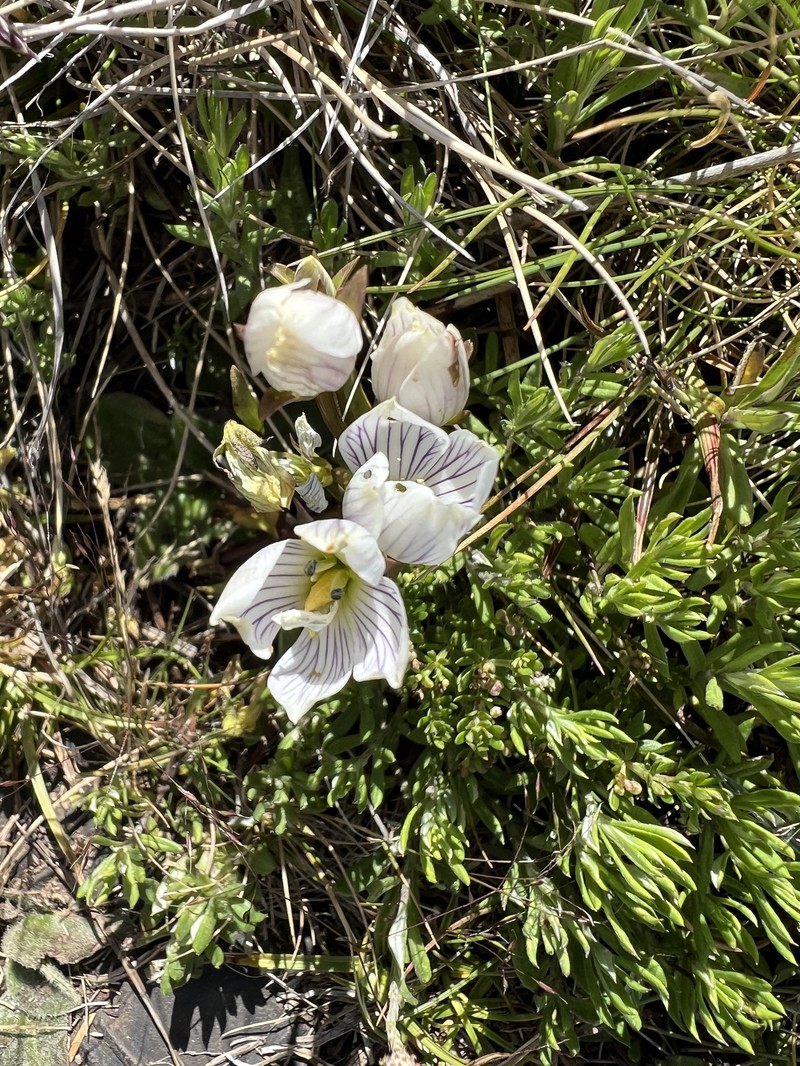 Gentianella muelleriana subsp. muelleriana