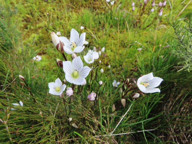 Gentianella muelleriana subsp. muelleriana photo 2