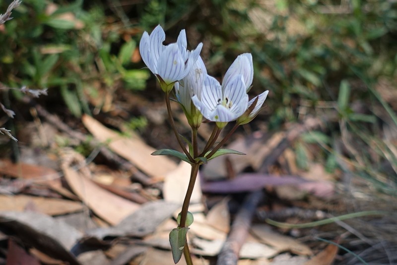 Gentianella muelleriana subsp. muelleriana photo 3