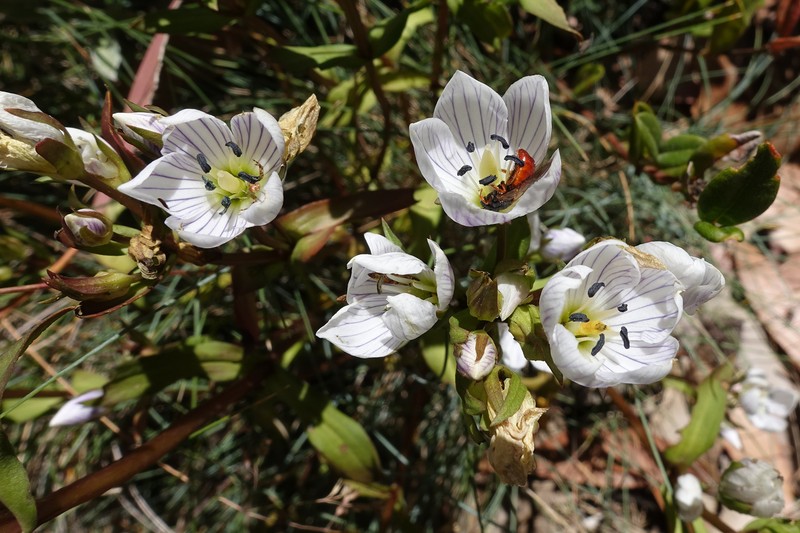 Gentianella muelleriana subsp. muelleriana photo 4