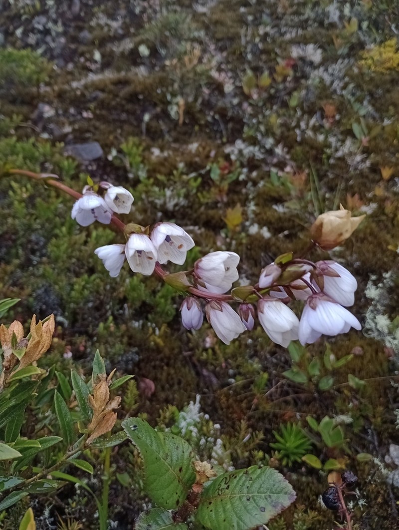 Gentianella nephostelium
