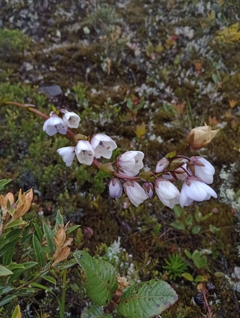 Gentianella nephostelium photo 2