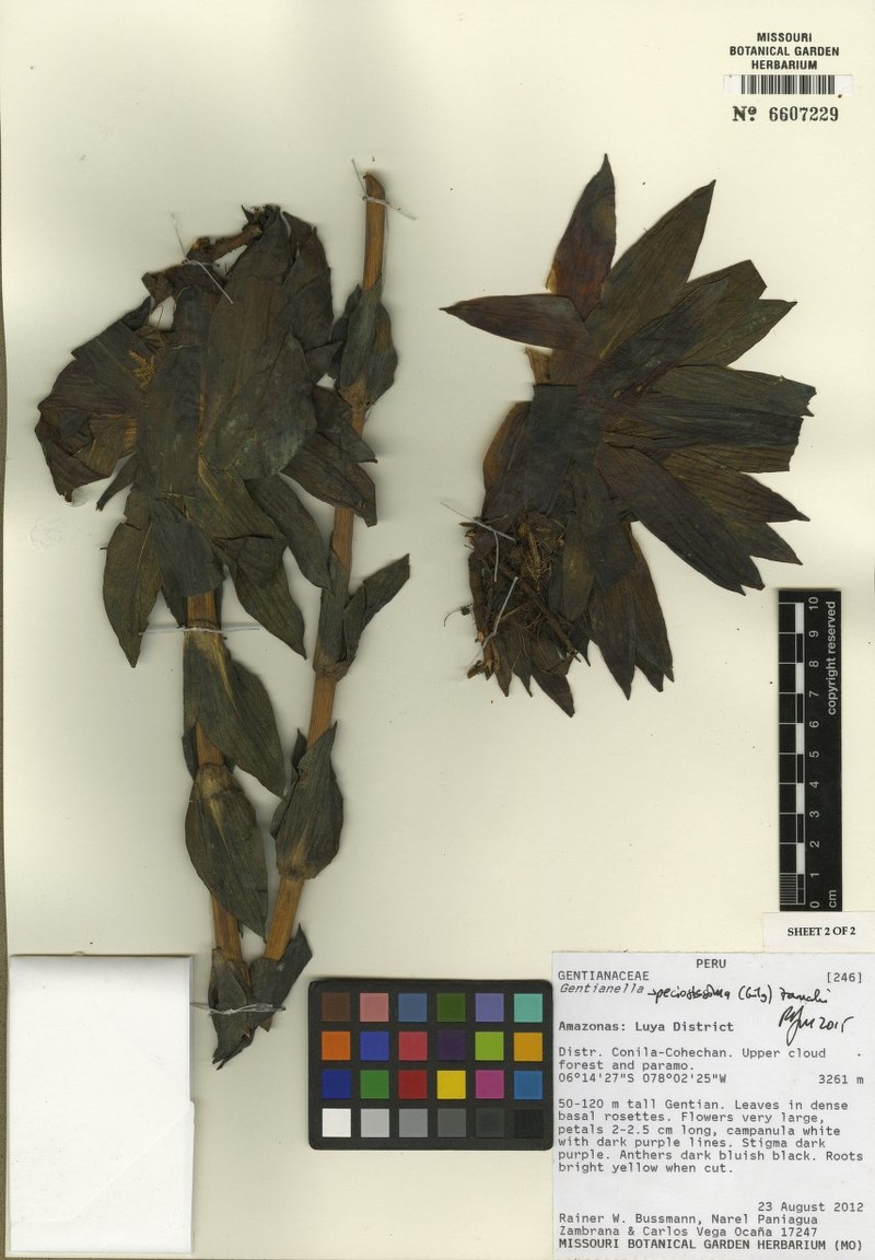 Gentianella nephostelium photo 3