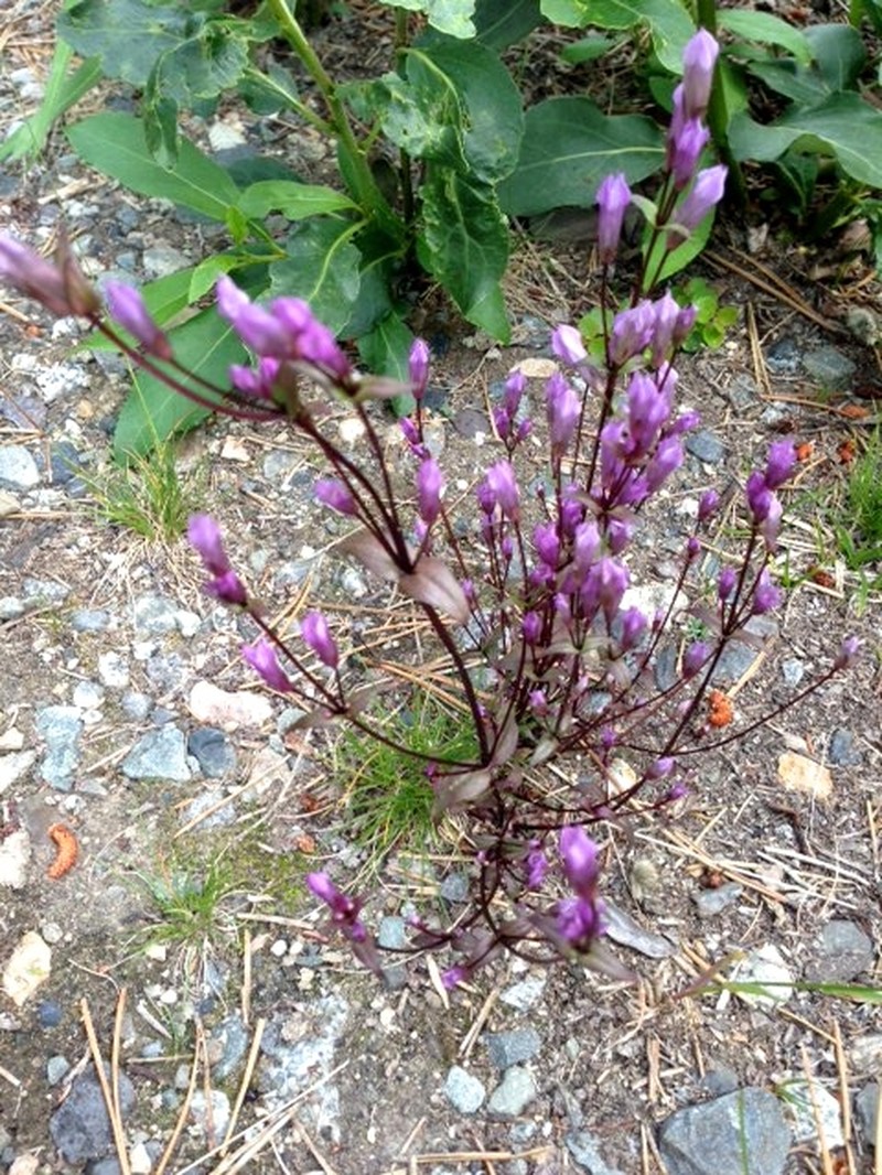 Fourpart Dwarf Gentian