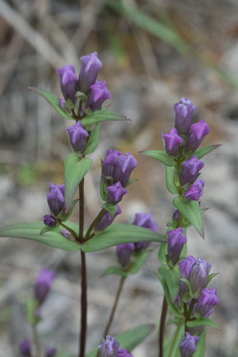 Fourpart Dwarf Gentian photo 2