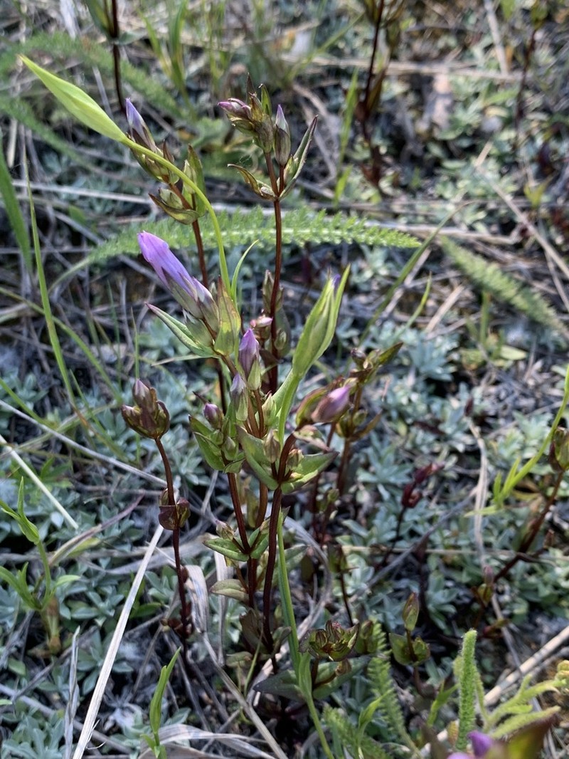 Fourpart Dwarf Gentian photo 3