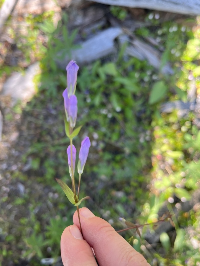 Fourpart Dwarf Gentian photo 4