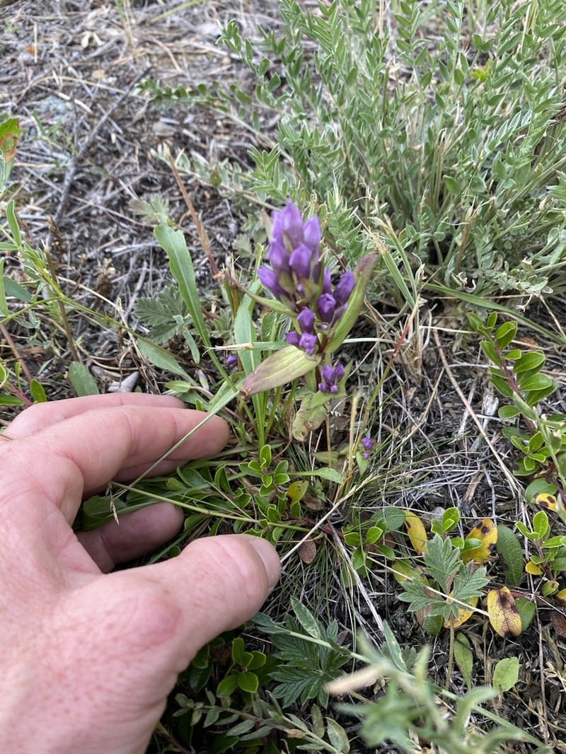 Fourpart Dwarf Gentian photo 5
