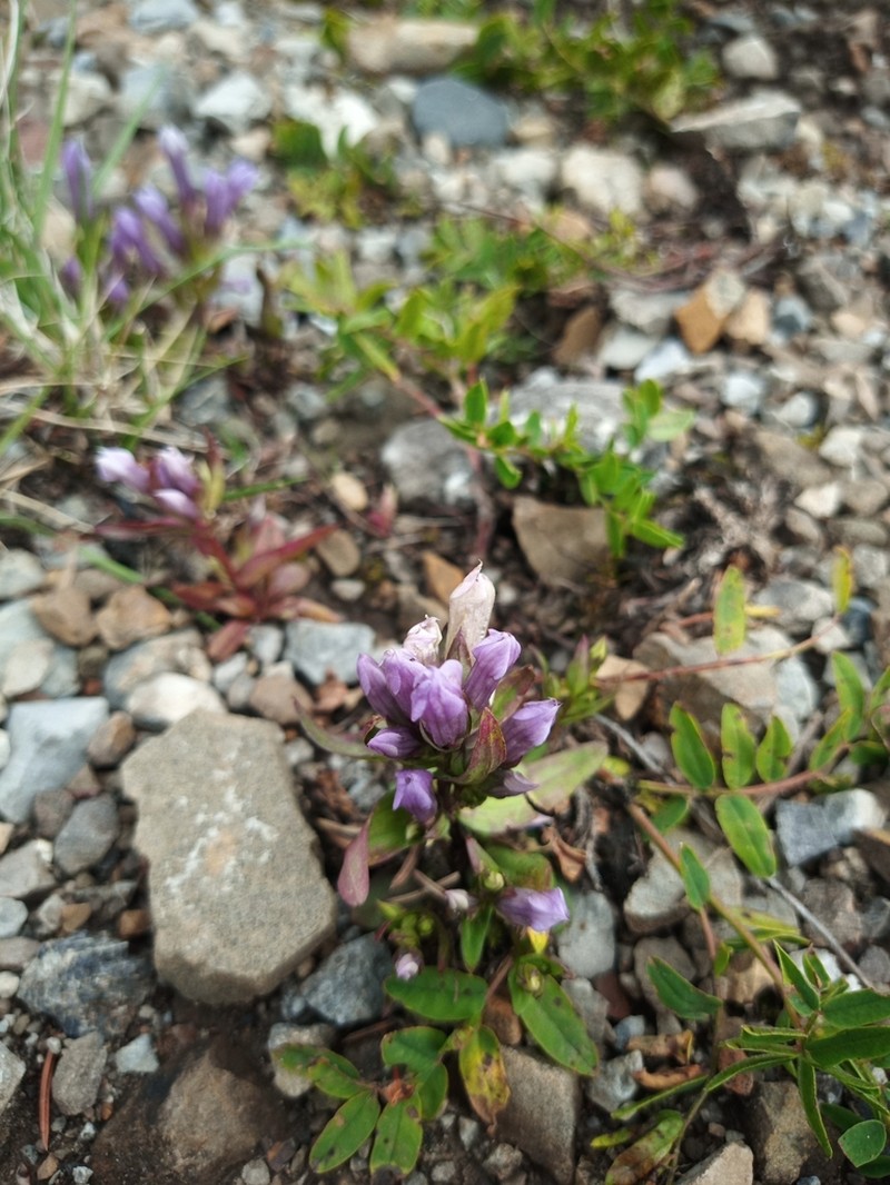 Fourpart Dwarf Gentian photo 6
