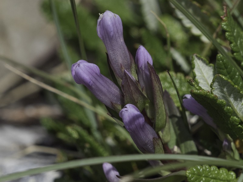 Fourpart Dwarf Gentian photo 7