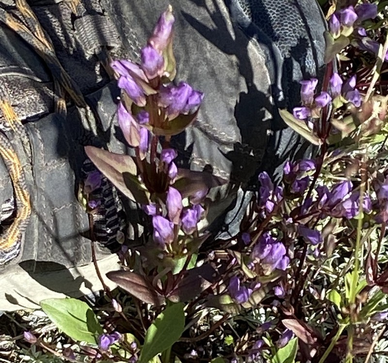 Fourpart Dwarf Gentian photo 8