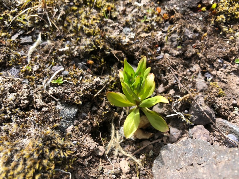 Gentianella propinqua subsp. aleutica