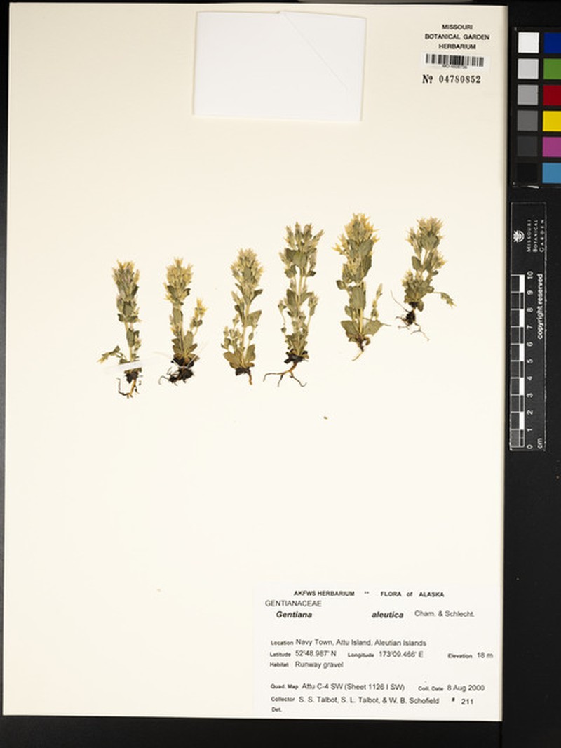 Gentianella propinqua subsp. aleutica photo 2