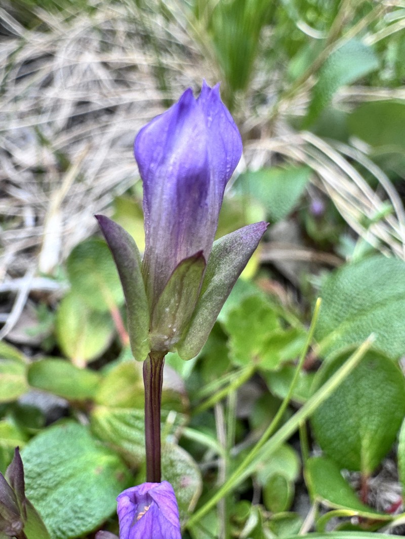 Gentianella propinqua subsp. propinqua