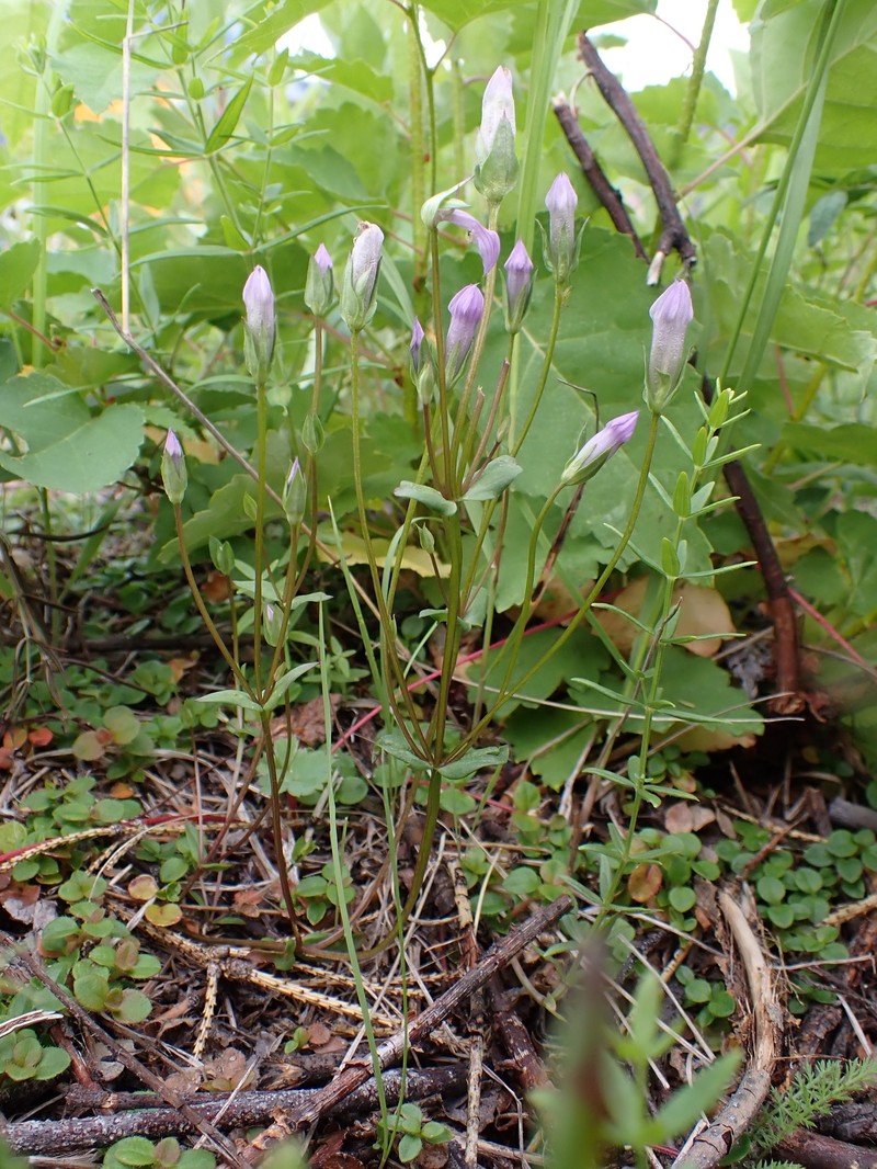 Gentianella propinqua subsp. propinqua photo 2