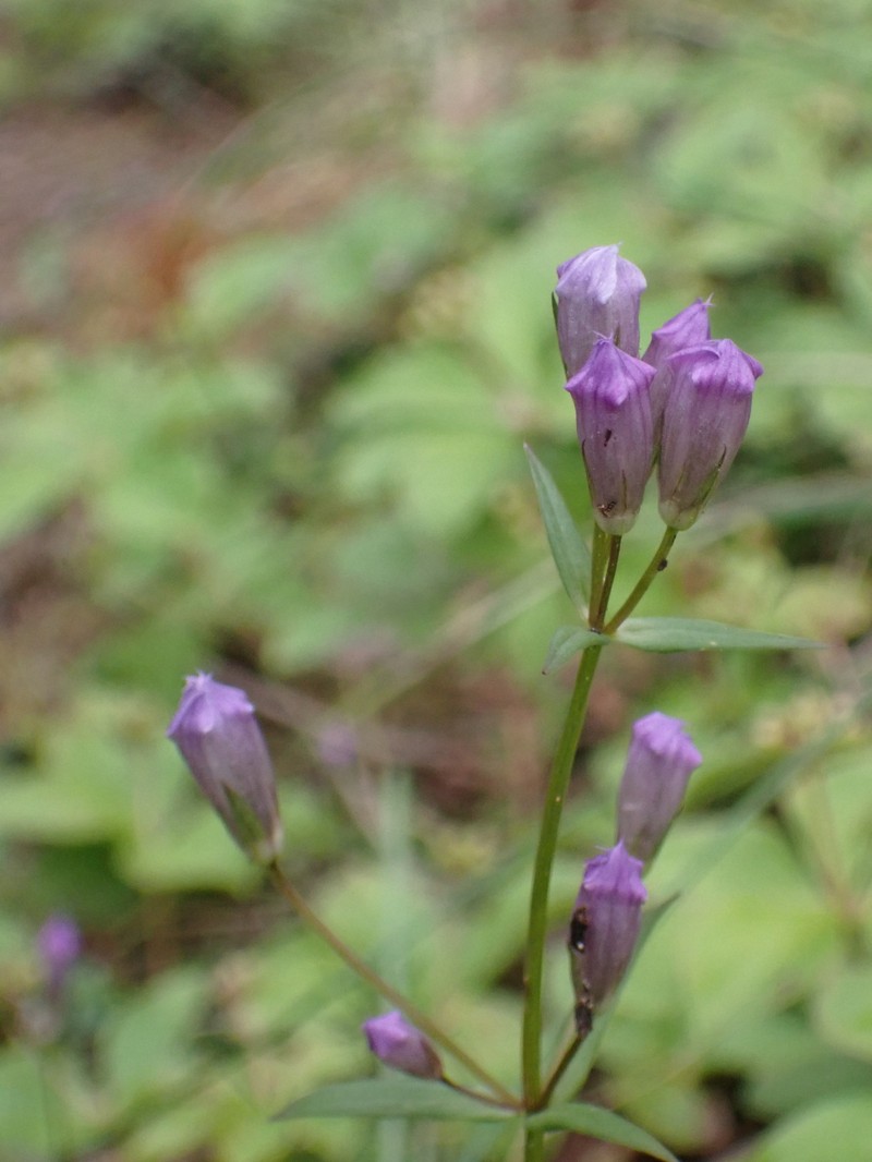 Gentianella propinqua subsp. propinqua photo 3