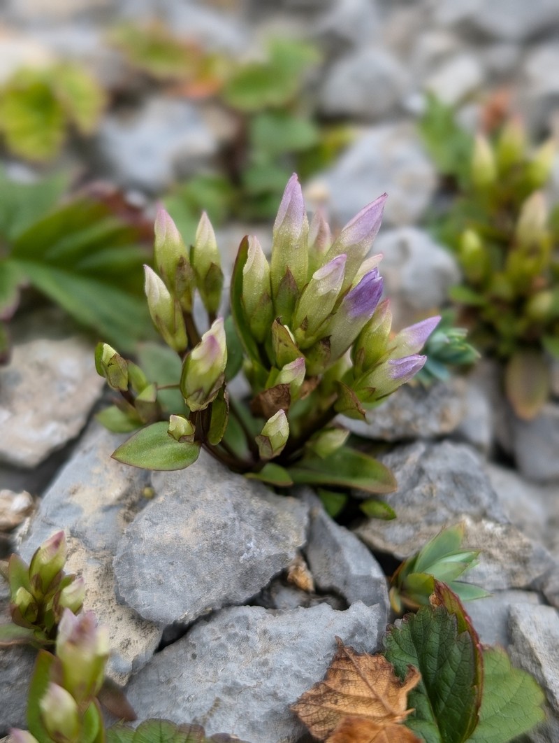 Gentianella propinqua subsp. propinqua photo 4