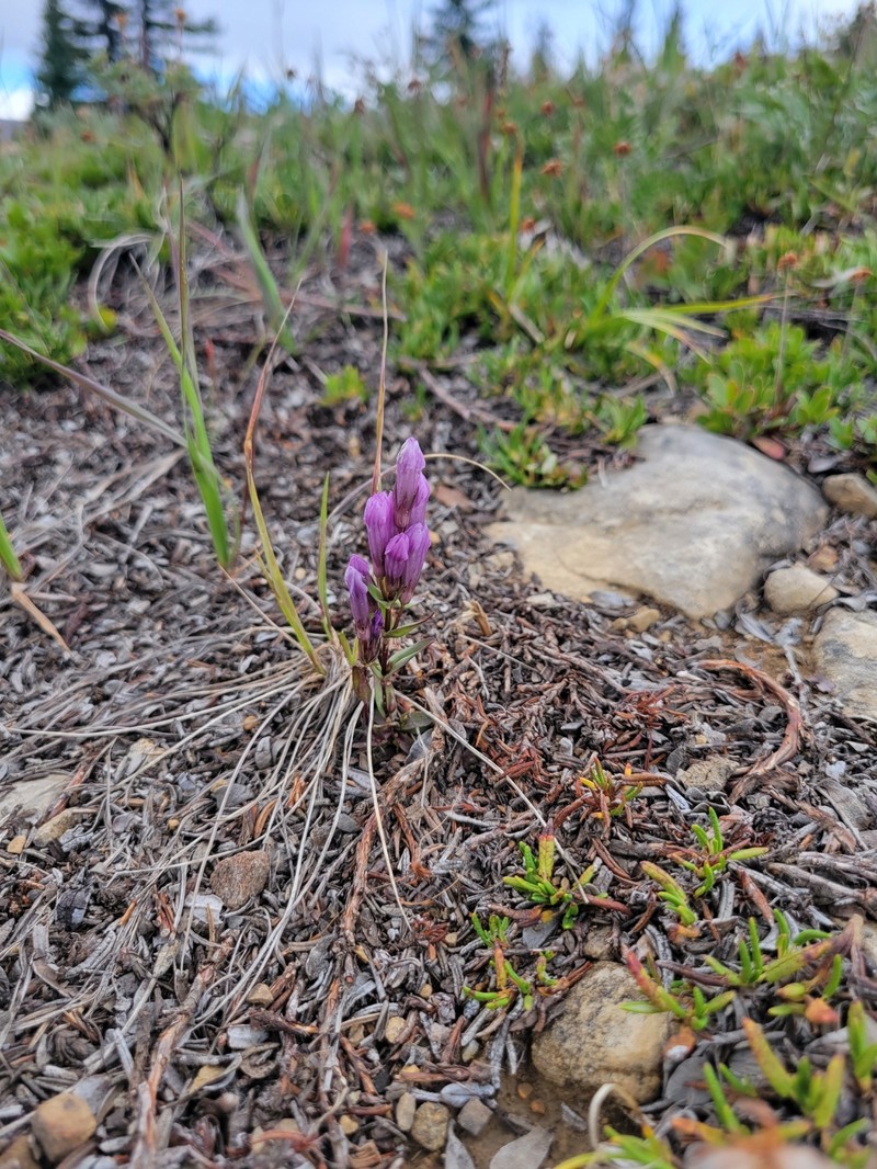 Gentianella propinqua subsp. propinqua photo 5