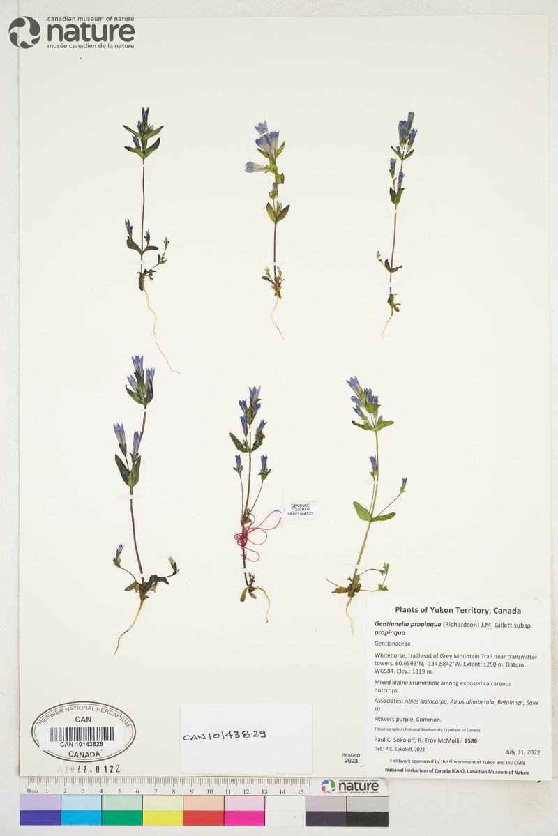 Gentianella propinqua subsp. propinqua photo 8