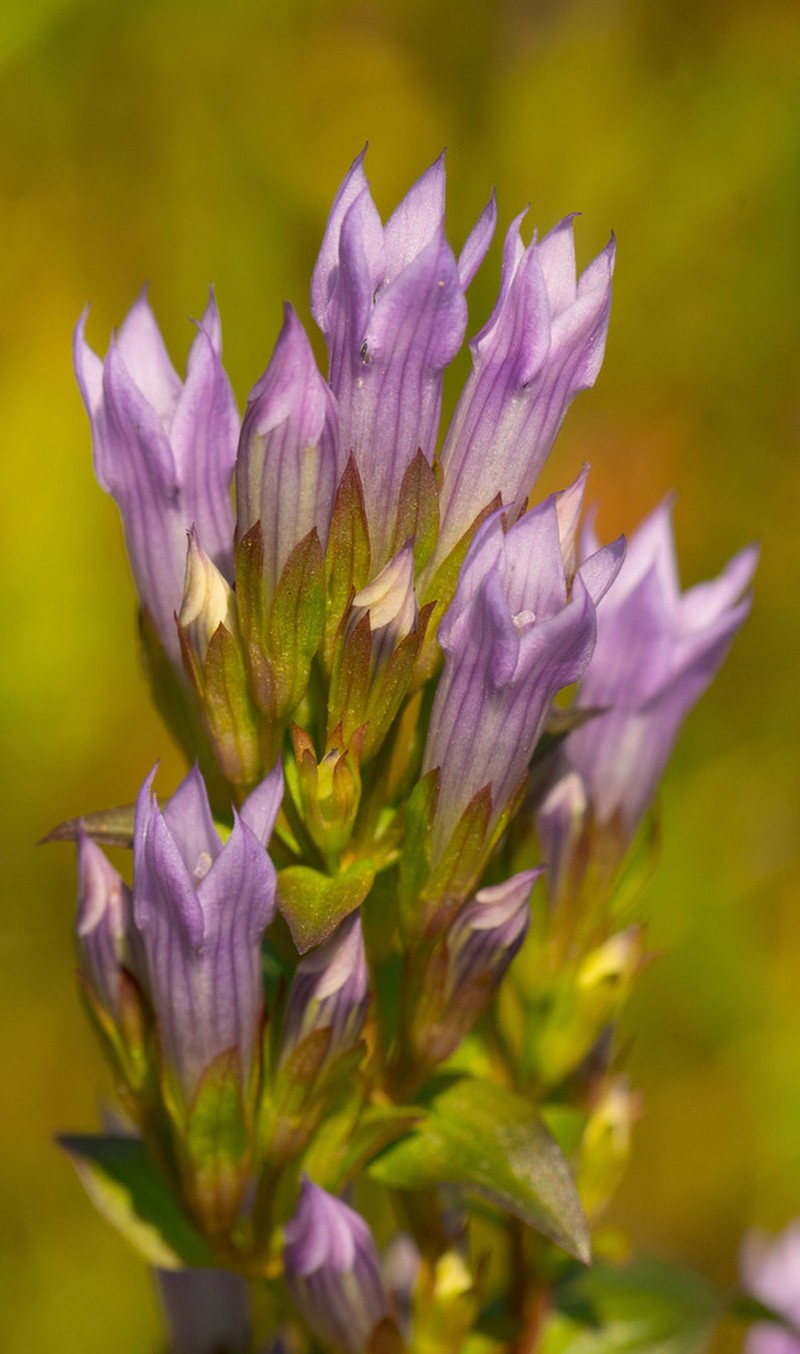 Agueweed photo 3