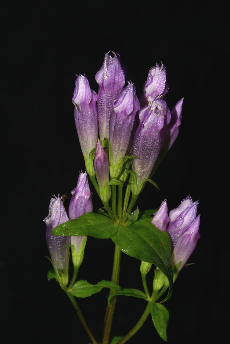 Agueweed photo 4