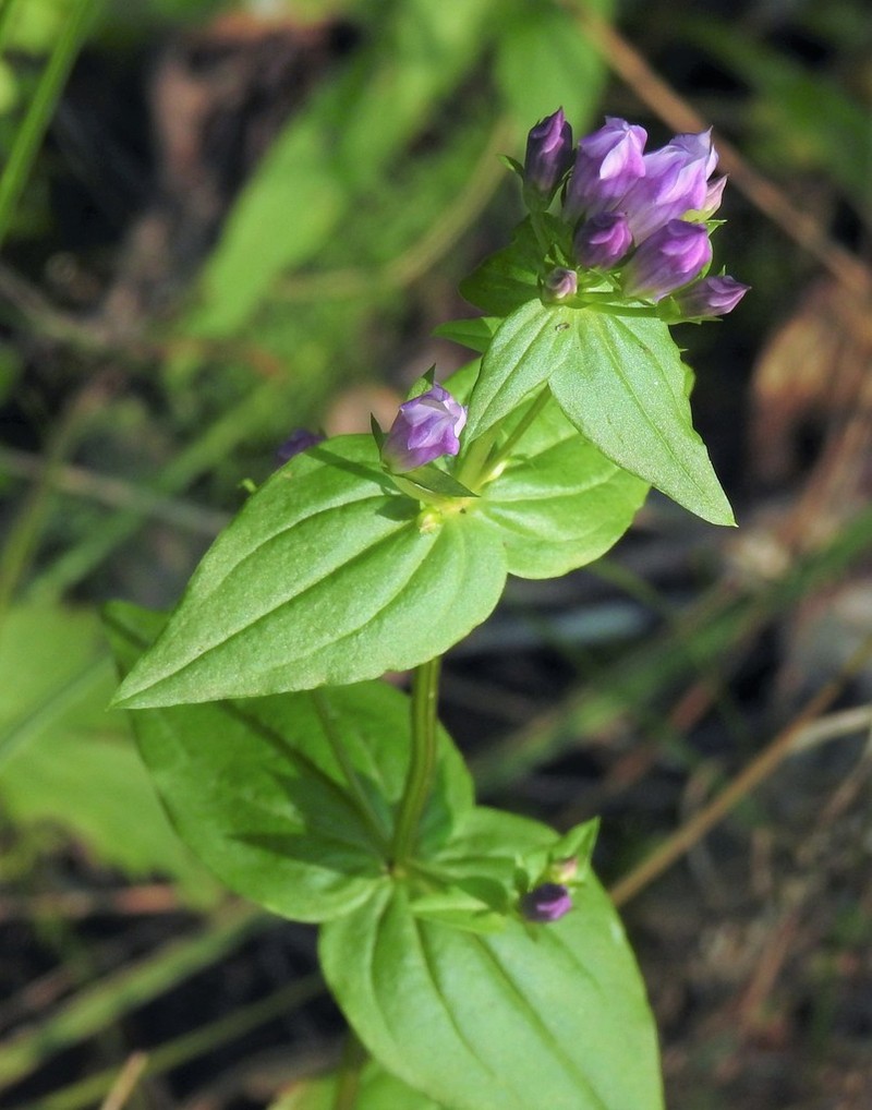 Agueweed photo 7