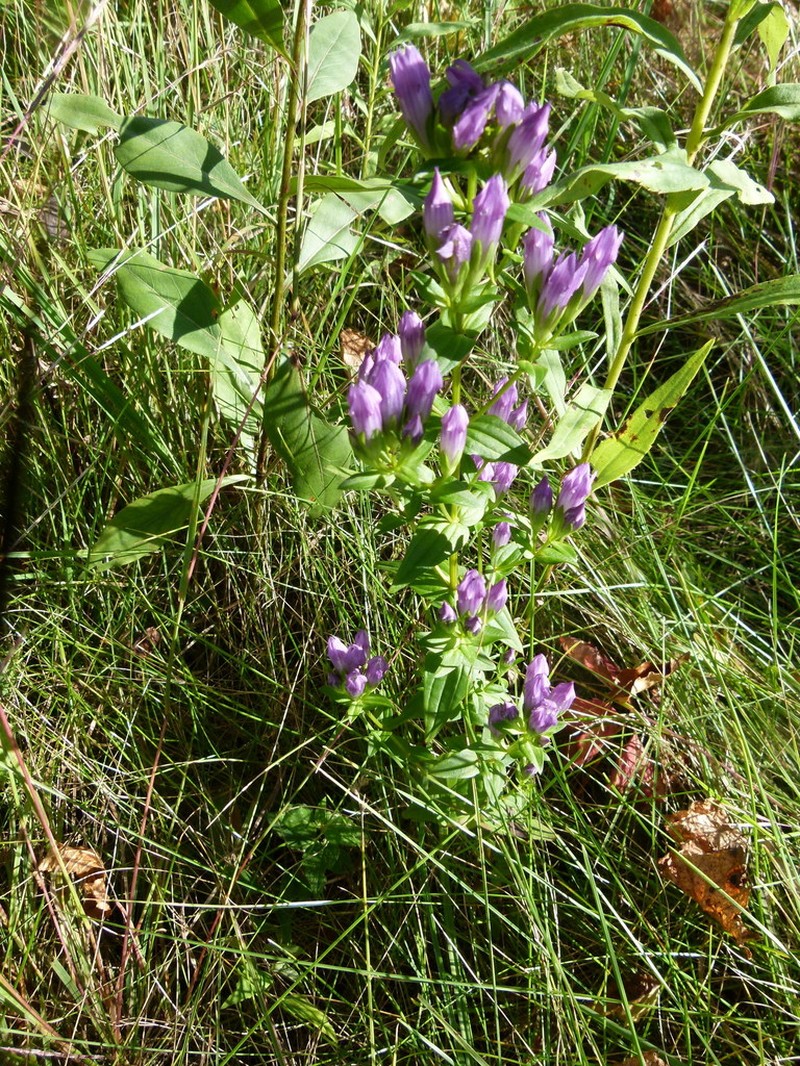 Agueweed photo 8