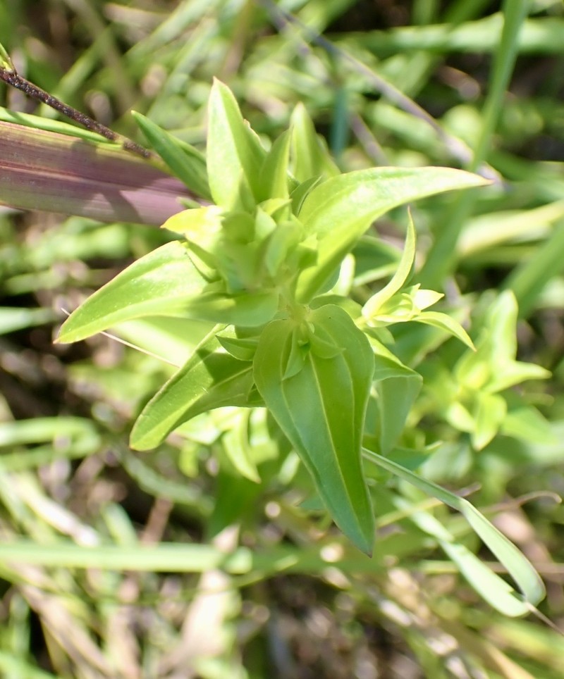 Gentianella quinquefolia subsp. occidentalis photo 2