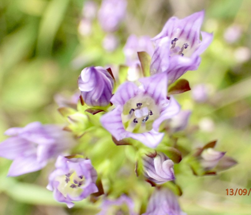 Gentianella quinquefolia subsp. occidentalis photo 3