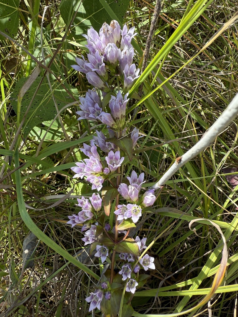 Gentianella quinquefolia subsp. occidentalis photo 4