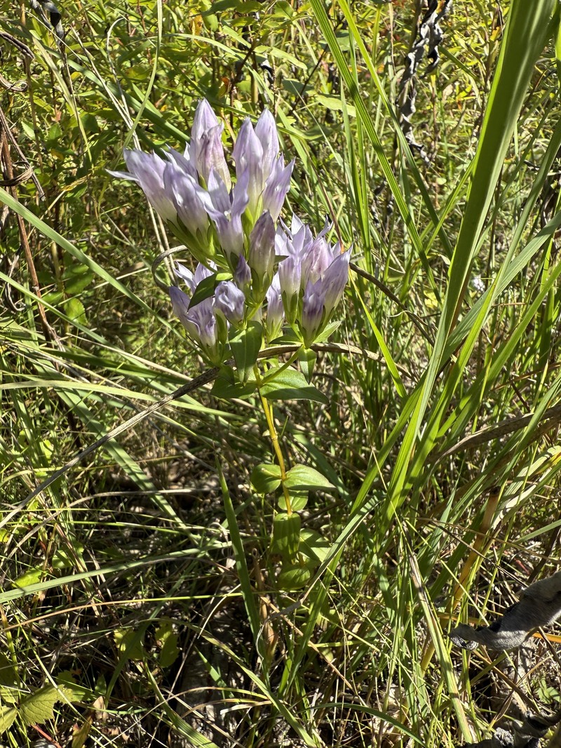 Gentianella quinquefolia subsp. occidentalis photo 5