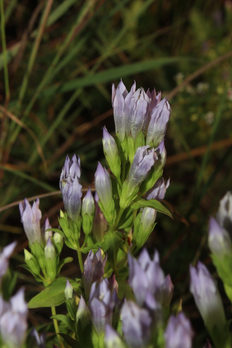 Gentianella quinquefolia subsp. occidentalis photo 6