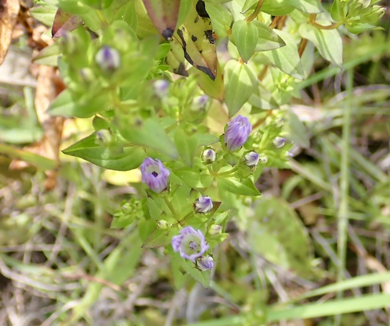 Gentianella quinquefolia subsp. occidentalis photo 7