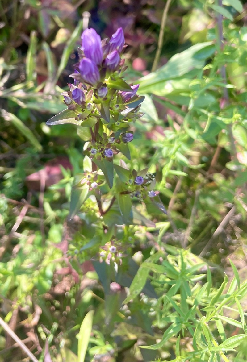 Gentianella quinquefolia subsp. occidentalis photo 8