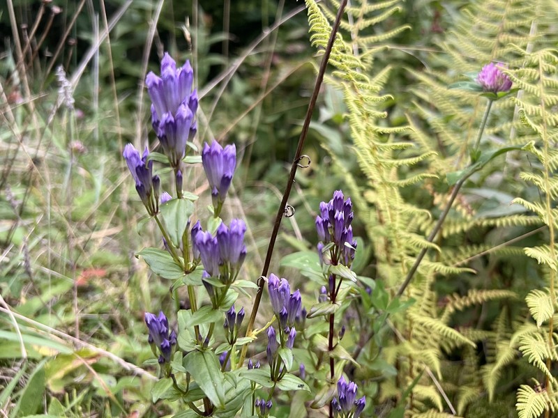 Gentianella quinquefolia subsp. quinquefolia