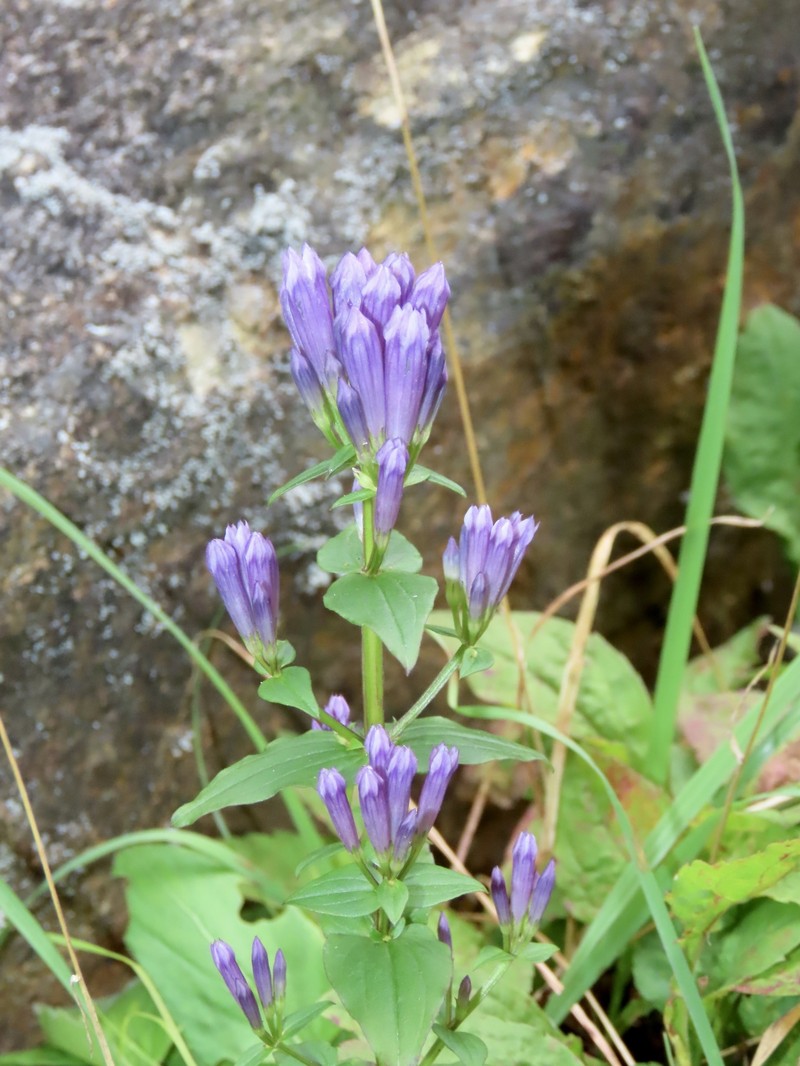 Gentianella quinquefolia subsp. quinquefolia photo 2