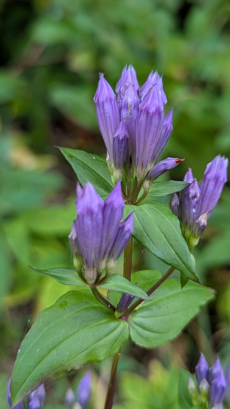 Gentianella quinquefolia subsp. quinquefolia photo 3