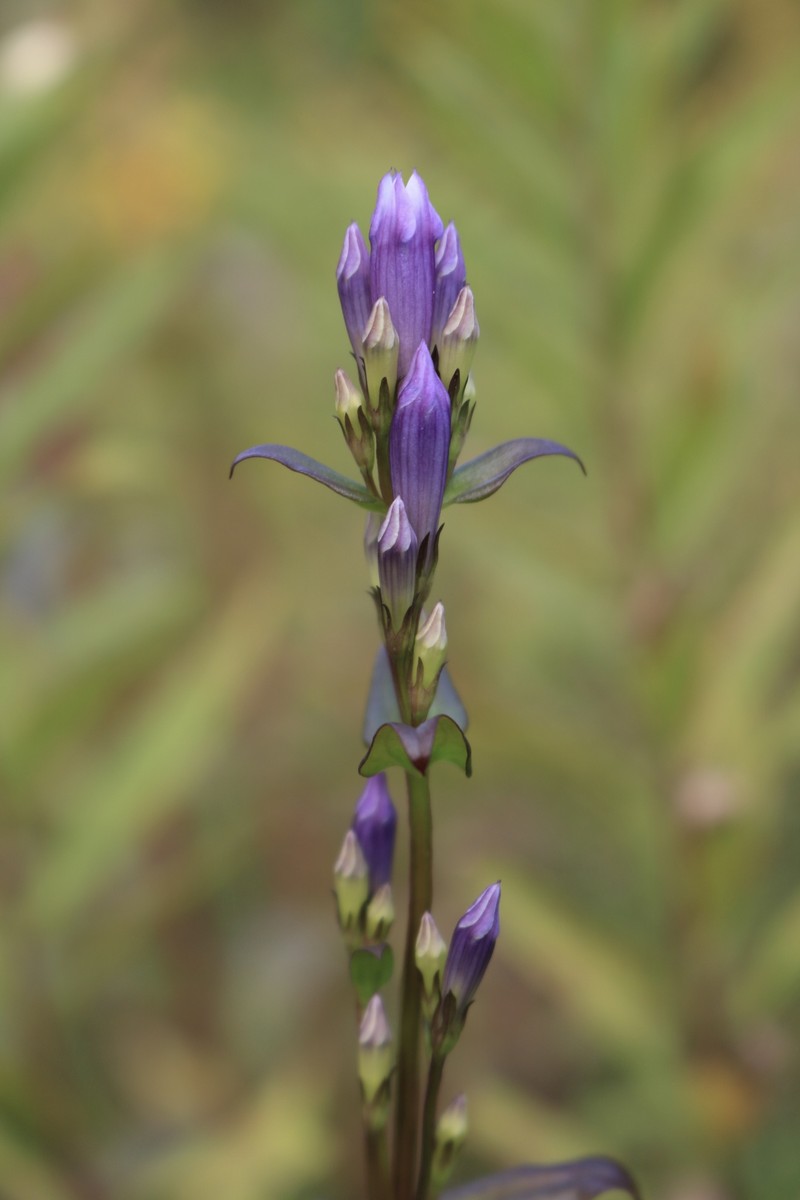 Gentianella quinquefolia subsp. quinquefolia photo 4