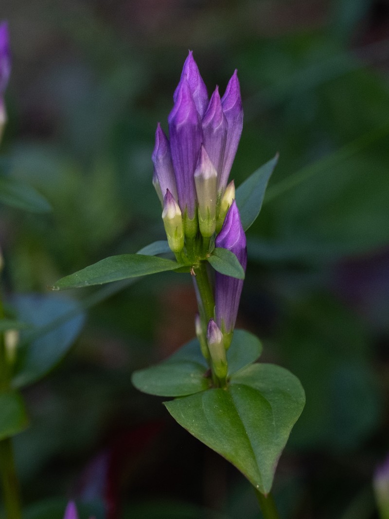 Gentianella quinquefolia subsp. quinquefolia photo 5