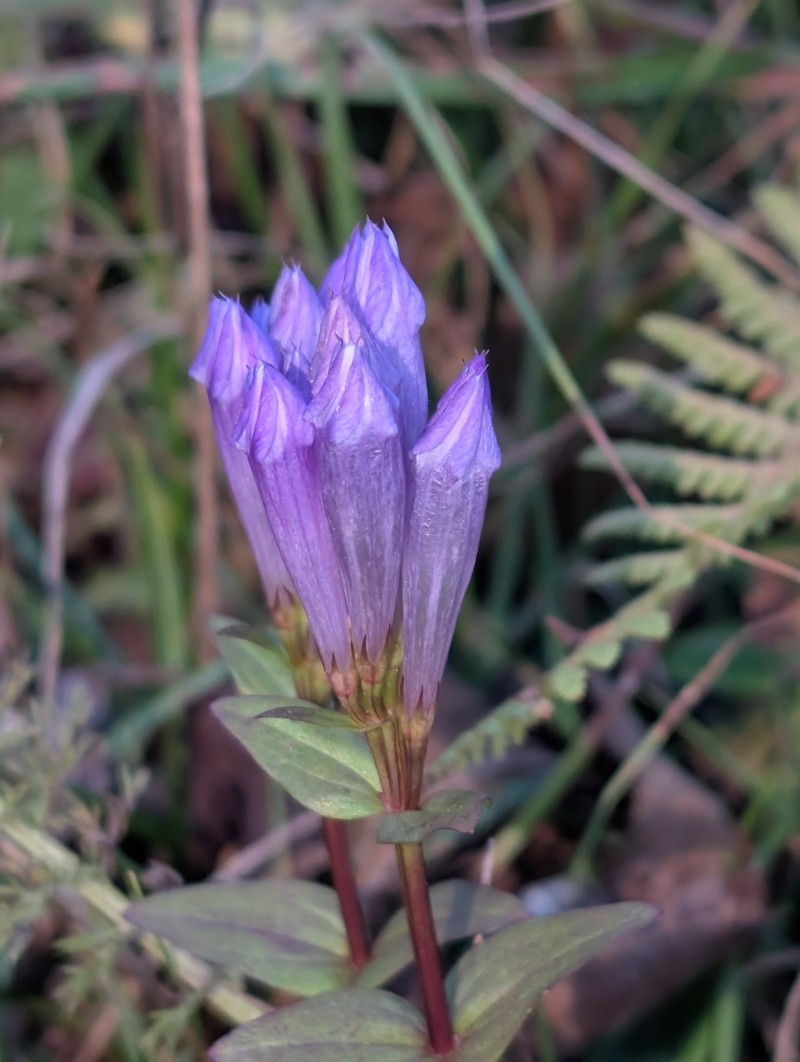 Gentianella quinquefolia subsp. quinquefolia photo 6