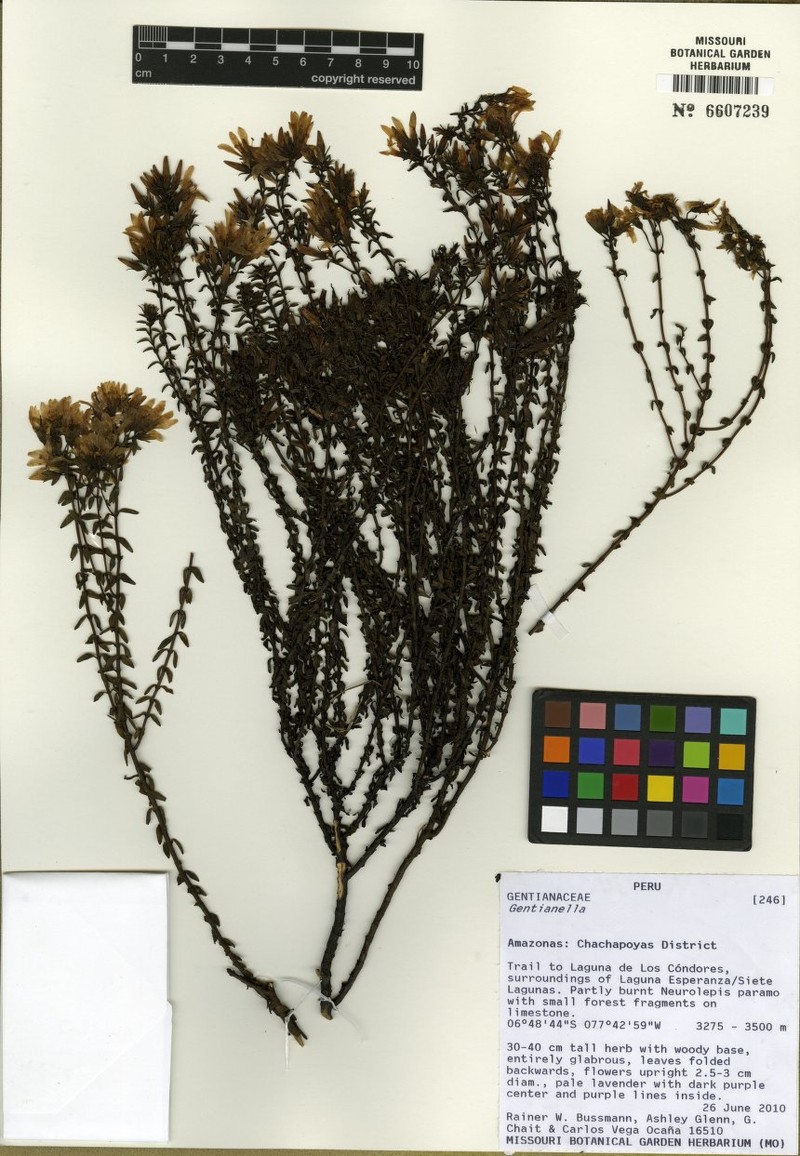 Gentianella quipuscoana