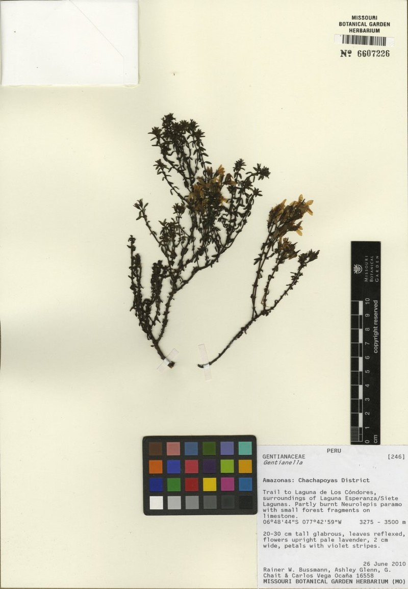 Gentianella quipuscoana photo 2