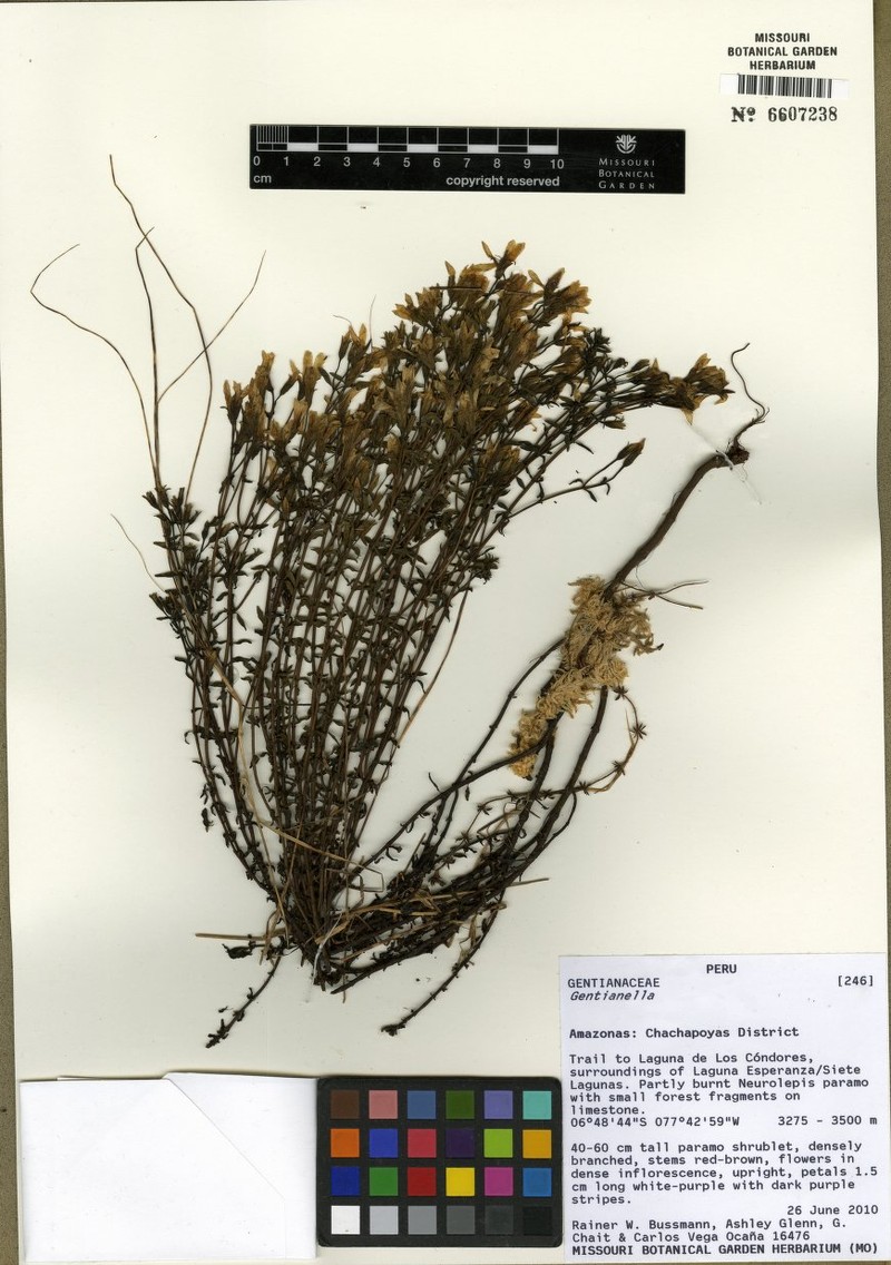 Gentianella quipuscoana photo 3