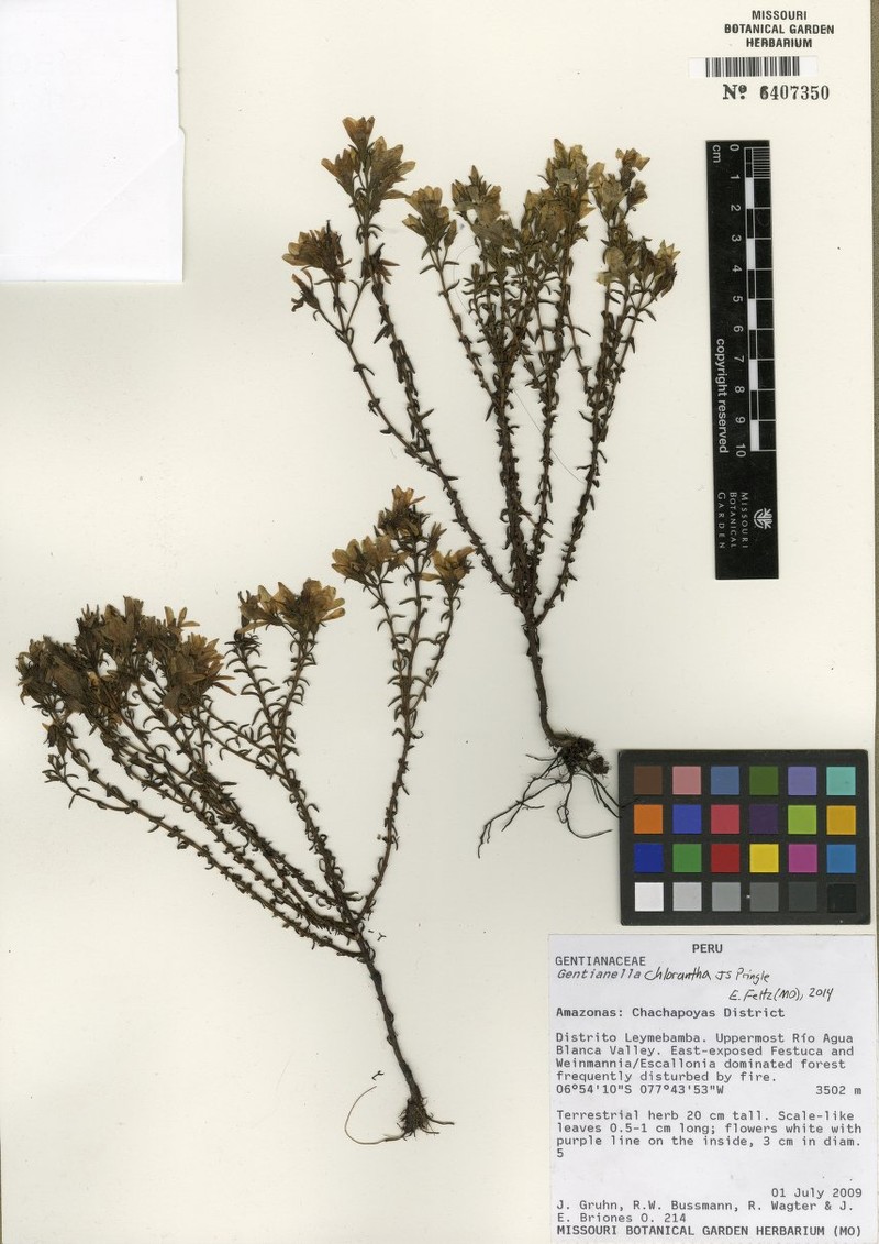 Gentianella quipuscoana photo 4