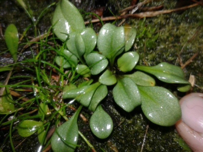 Gentianella stevenii photo 2