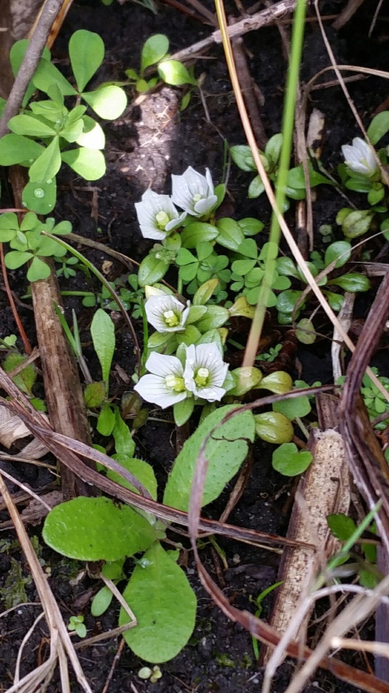 Gentianella stevenii photo 3