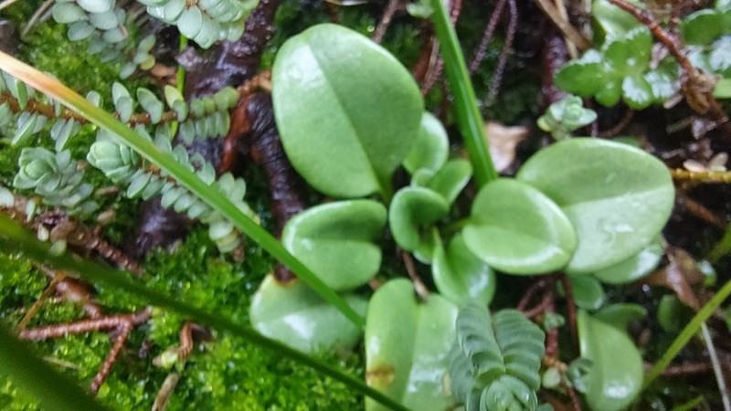 Gentianella stevenii photo 4