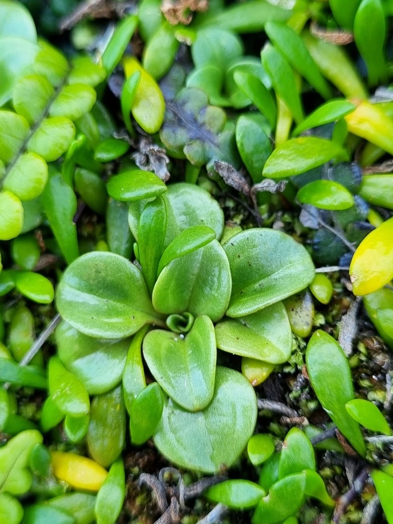 Gentianella stevenii photo 5