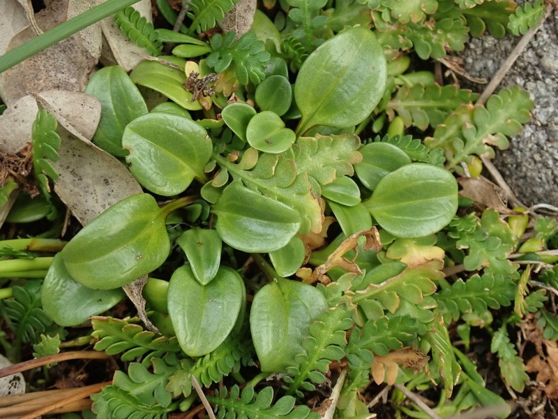 Gentianella stevenii photo 6